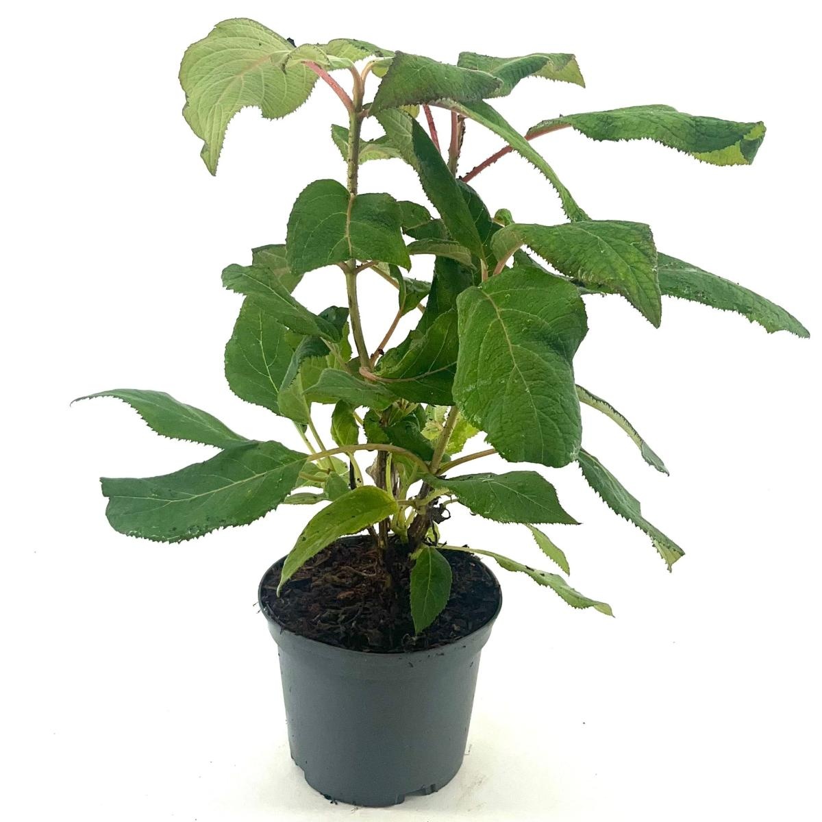 Hydrangea asp. sargentiana, D 17