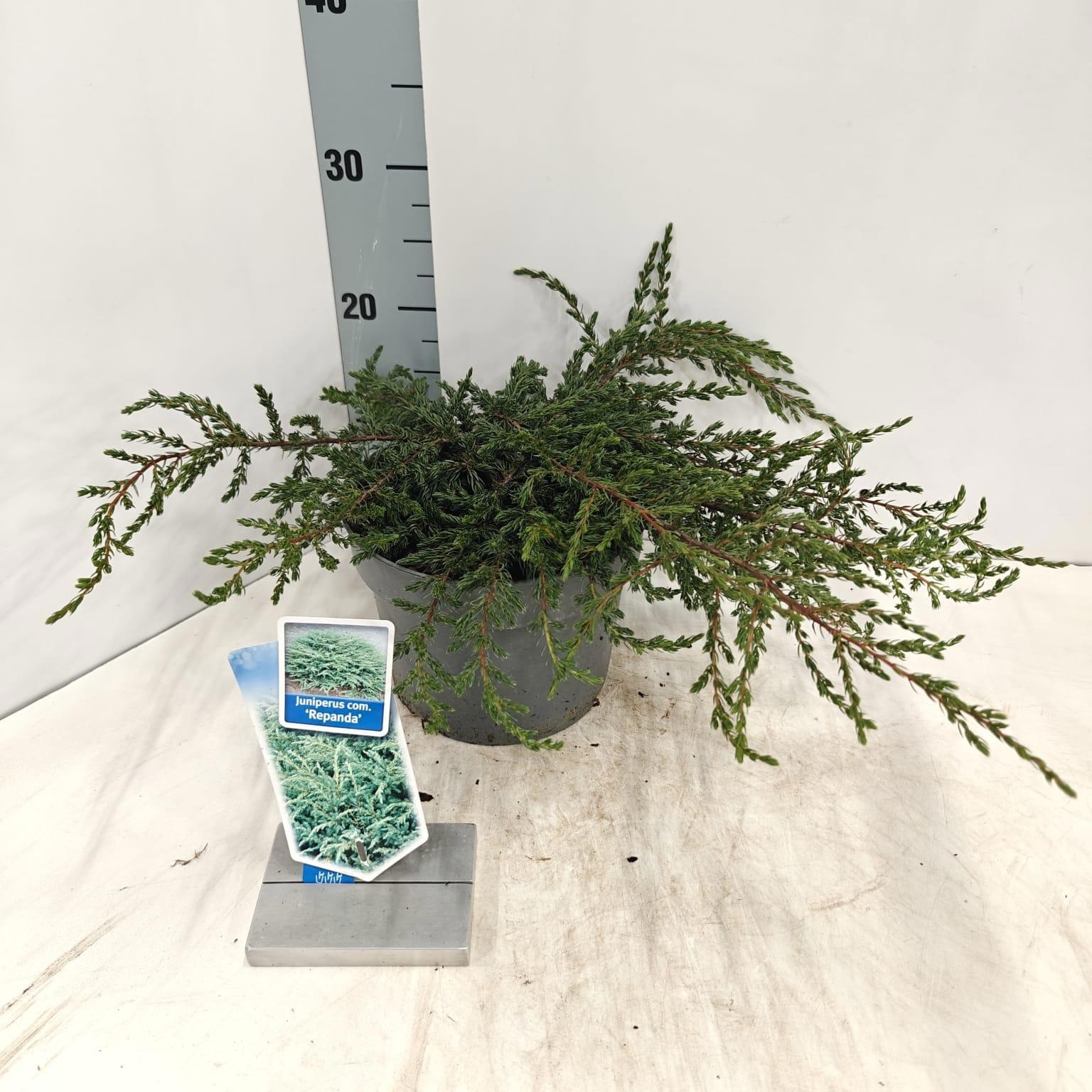 Juniperus comm. 'Repanda', D 19