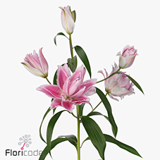 Лилия дв. Роузлили Изабелла 100 (розово-бел.), шт.