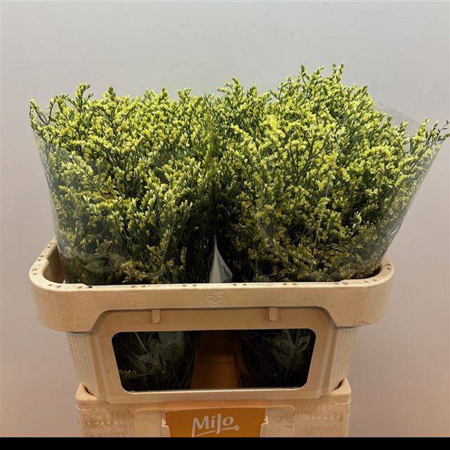 Лимониум Чайна Еллоу 70, шт.