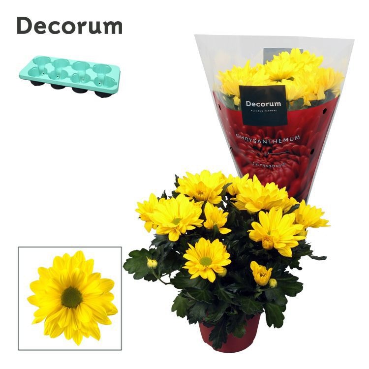 Chrysanne® Margarita Yellow, D 13
