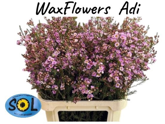 Шамелациум Ади 80 (роз.), шт.