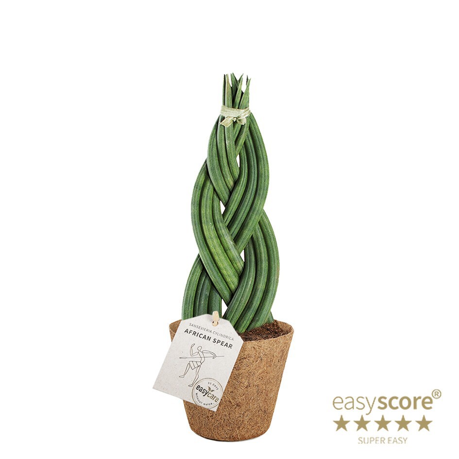 SANSEVIERIA CYLINDRICA Braid COCOZ, D 11 cm