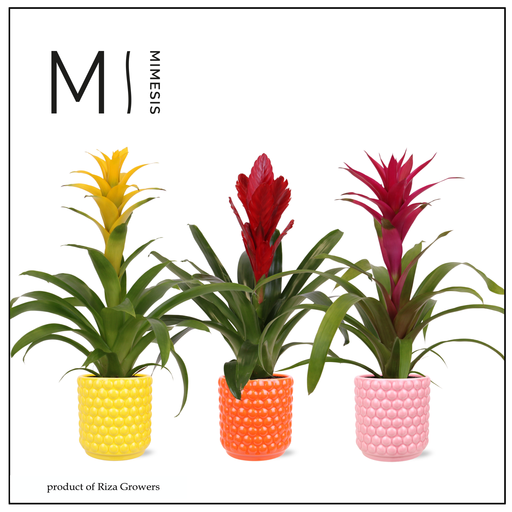 Bromelia Happy - 12cm in Siena | Mimesis, D 12