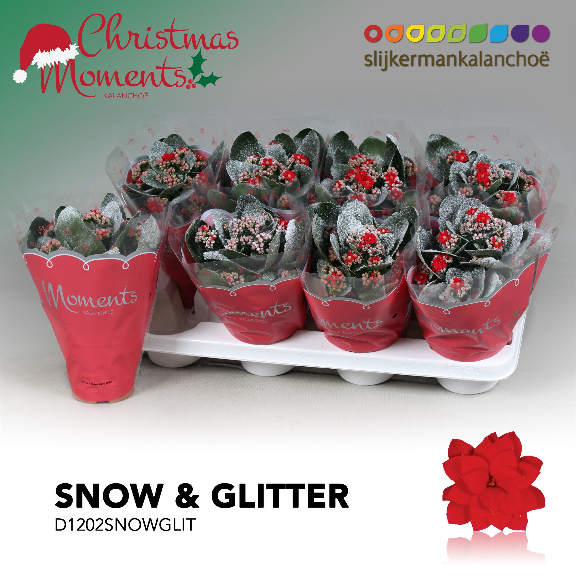 Kalanchoe Moments - Red with snow/sneeuw and glitter - kerst, D 12 cm