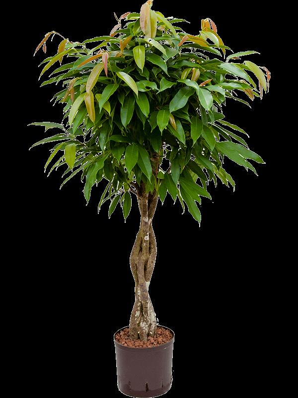 Ficus binnendijkii 'Amstel King', D 22 cm
