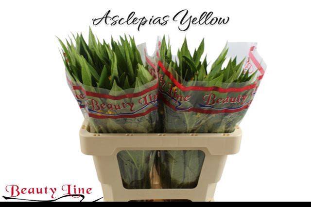 Асклепиа Силки Голд 50, шт.