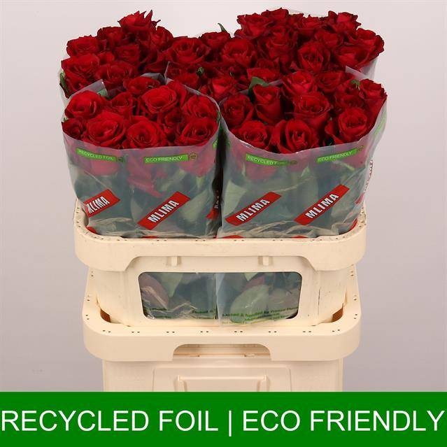 Роза од. Эвер Рэд 80, шт. Роза од. Эвер Рэд 80, шт.