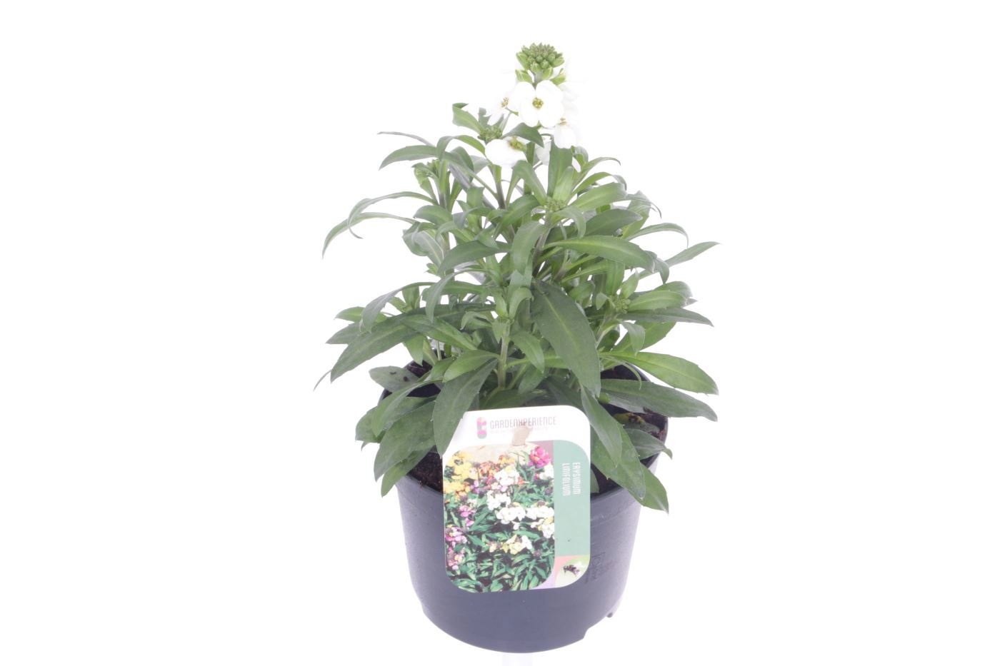 Erysimum lin. Leya White, D 13