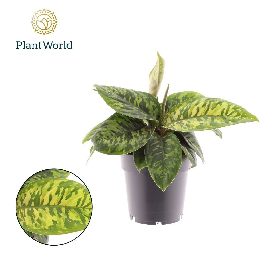 Homalomena Camouflage, D 14