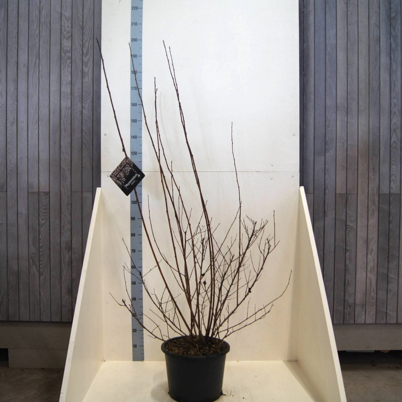 Physocarpus op. 'Diabolo', D 40