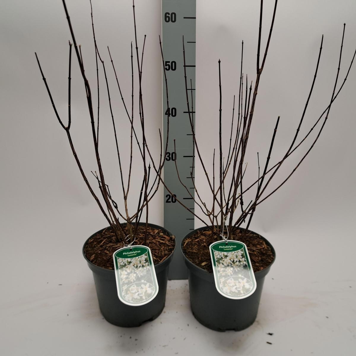 Philadelphus 'Lemoinei', D 19