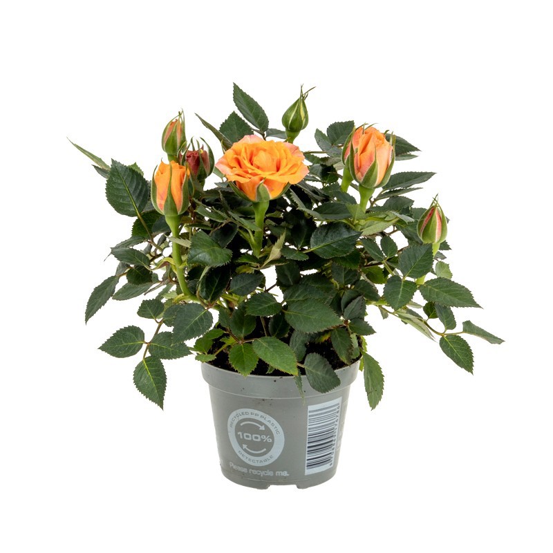 Rosa Orange Limbo Kordana mini, D 6