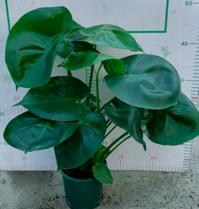 монстера деликиоса 15 45