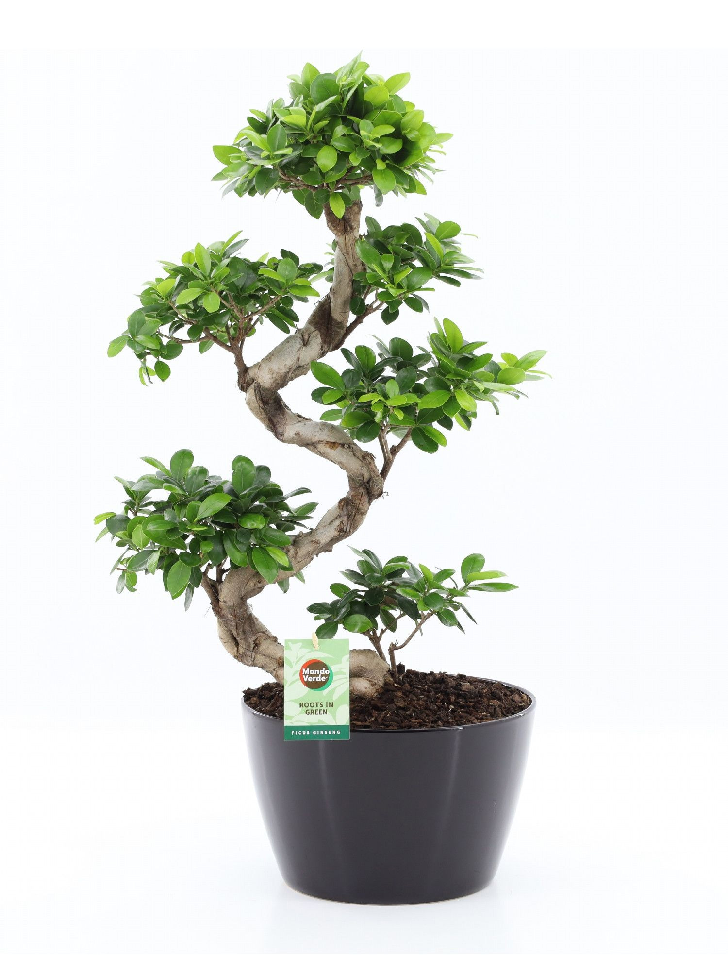 Ficus Ginseng S type in Zwart keramiek met Bark, D 28
