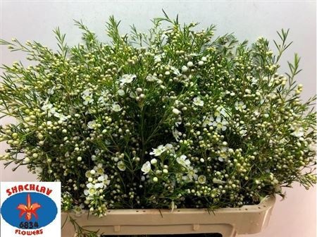 Шамелациум Мэджестик Вайт 80, шт.