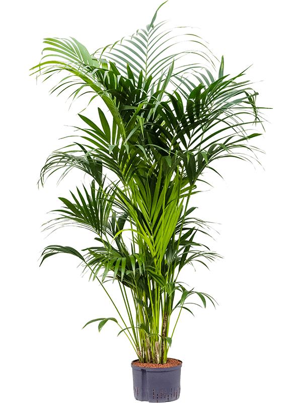 Kentia (Howea) forsteriana, D 28 cm