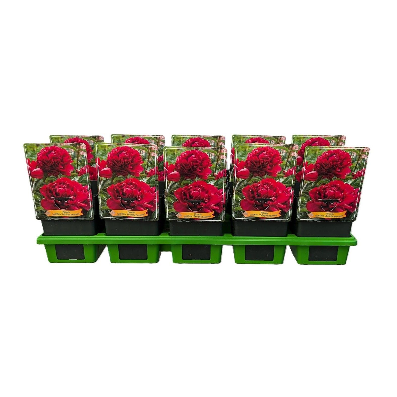 Paeonia lactiflora 'Adolphe Rousseau' P11, D 11