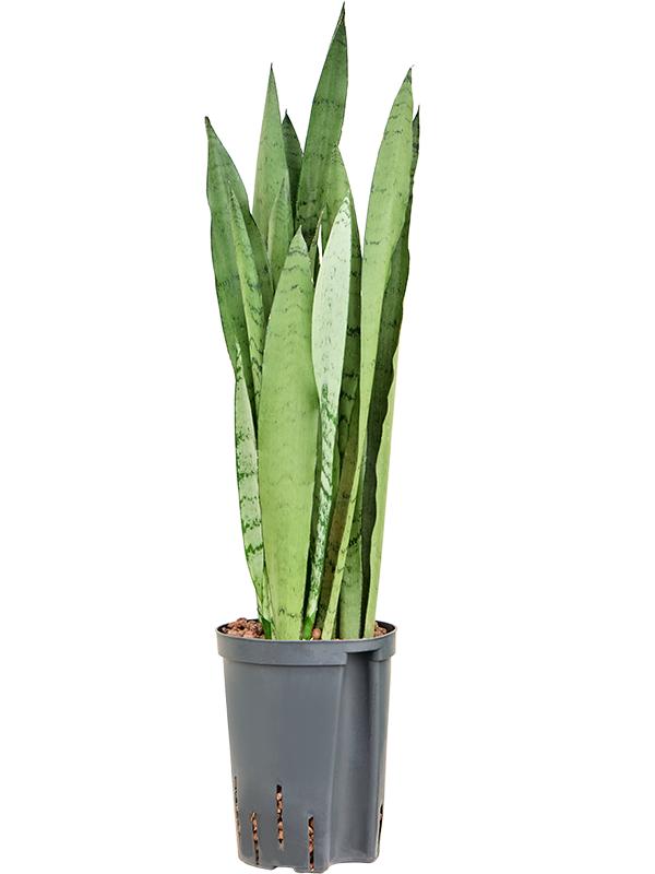 Sansevieria trifasciata 'Silver Mist', D 15