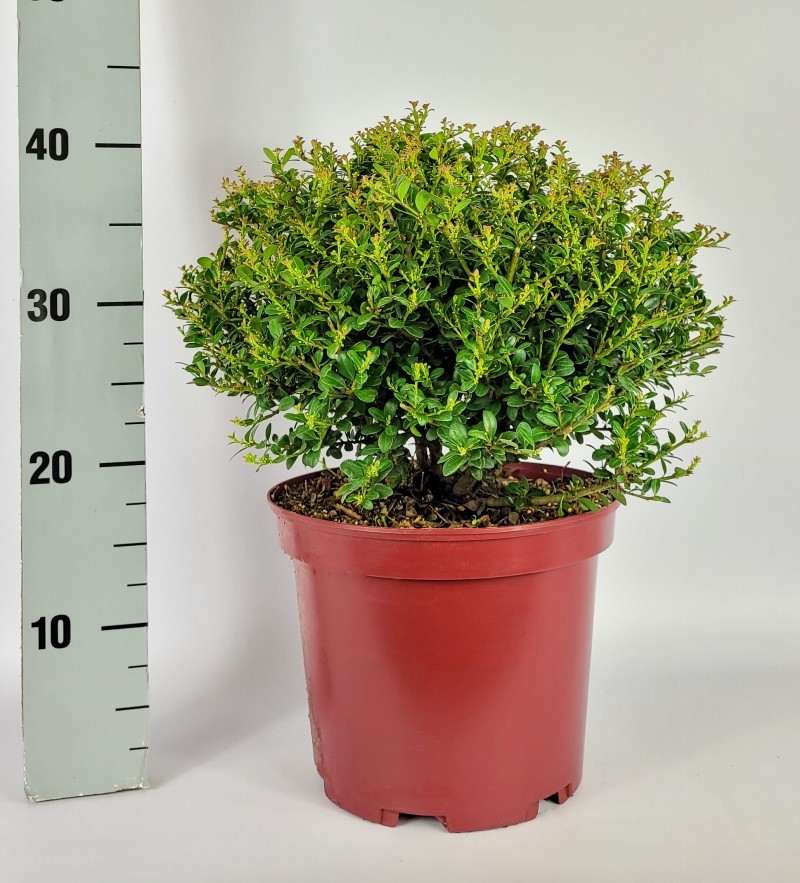 Ilex crenata 'Glorie Gem' C5 Kugel 20-25, D 23