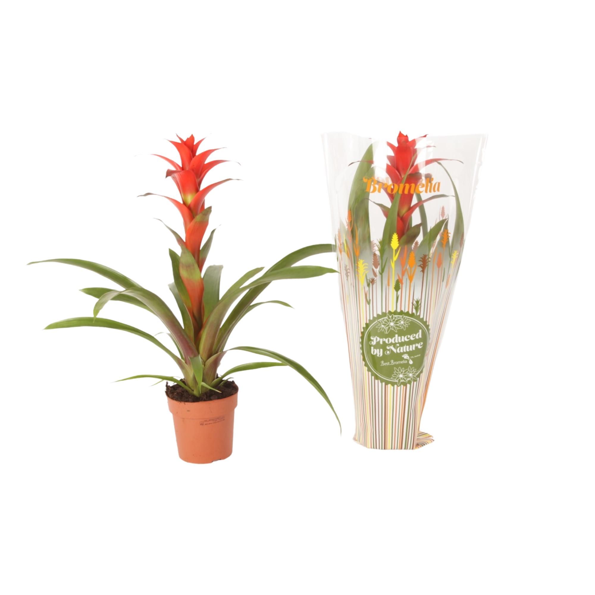 Guzmania Allura in Autumn hoes, D 12