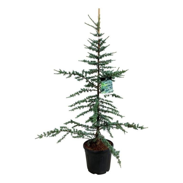 Cedrus libani 'Glauca', D 40 cm