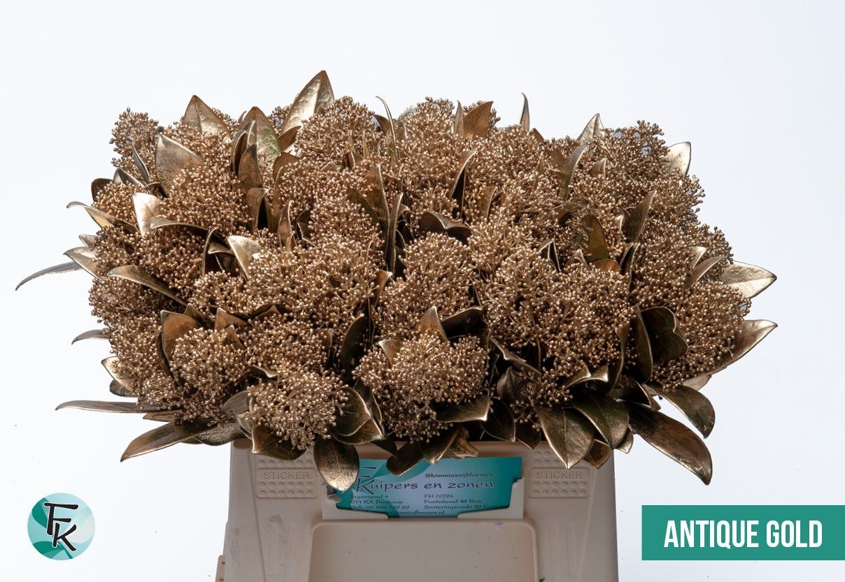 Скимия Овериг крашеный за пучок (краш. ) 45, пуч.