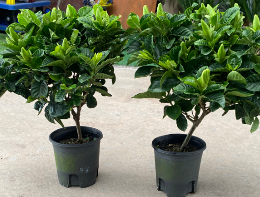 Гардениа 15 35