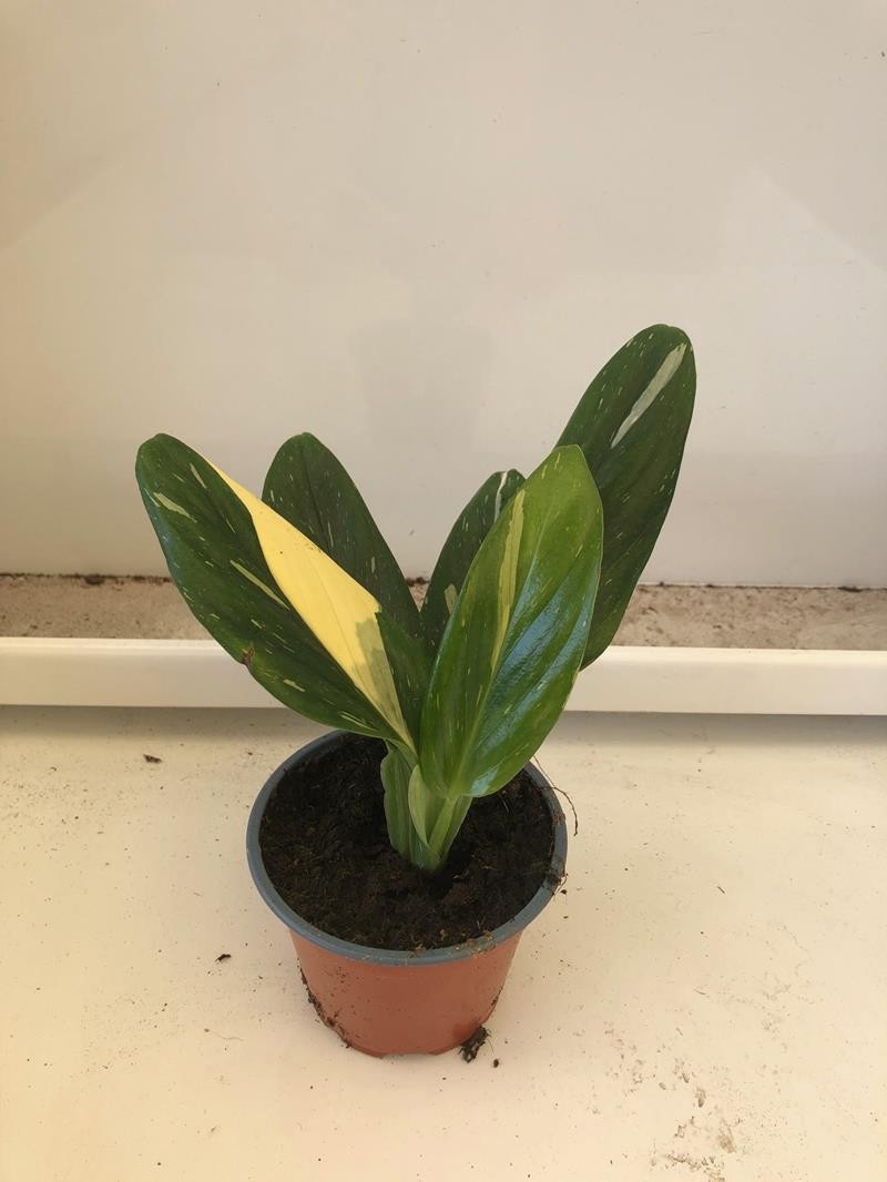 MONSTERA STANDLEYANA ' VARIAGATA', D 12