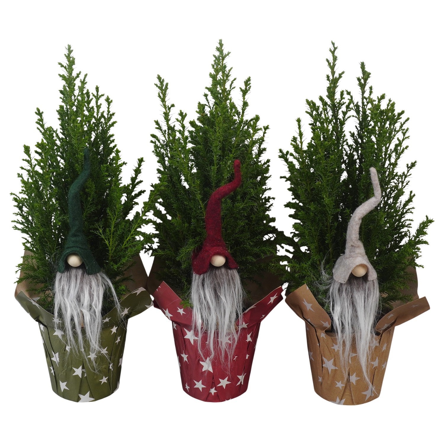 PTK26721 Ellwoodii in papieren potcover mix met decoratie, D 9