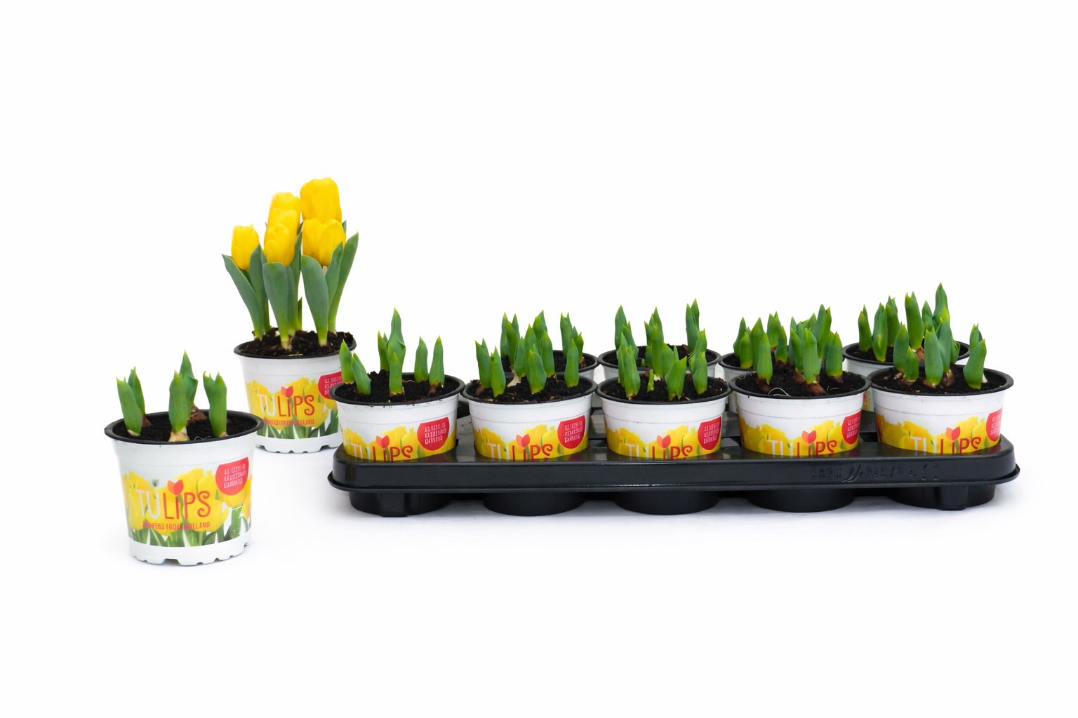Tulp Yellow Baby 12 cm, D 12
