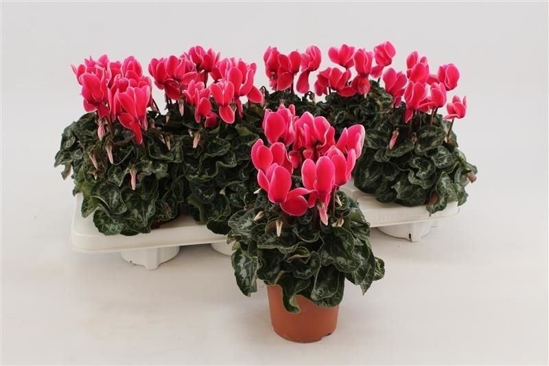 Cyclaam Fuji Neon Pink, D 10,5 cm Cyclaam Fuji Neon Pink, D 10,5 cm