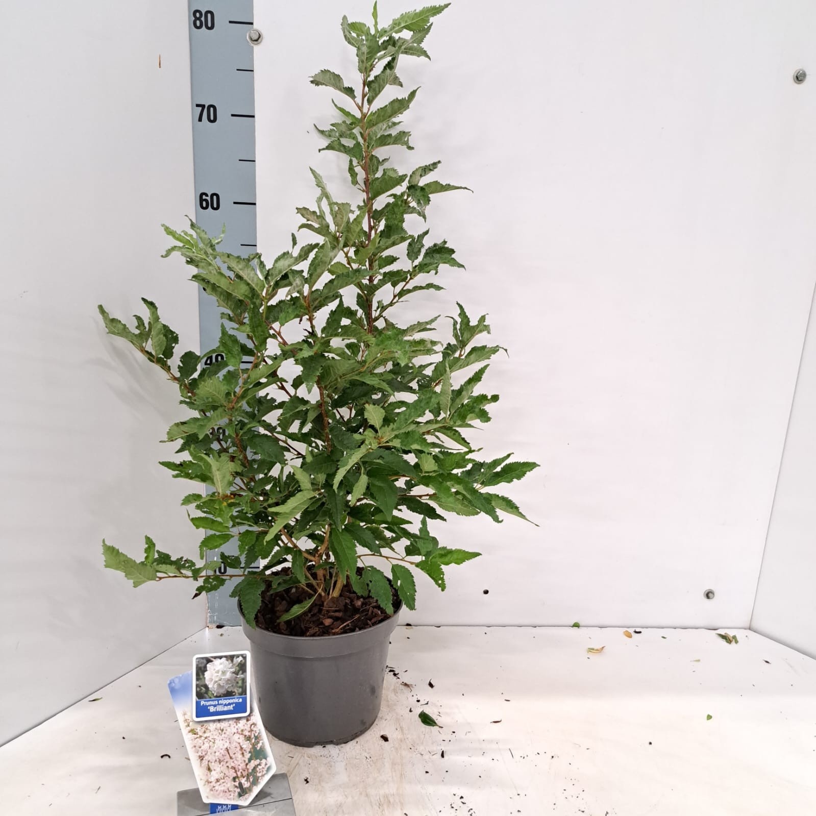 Prunus nipponica 'Brillant', D 19 cm