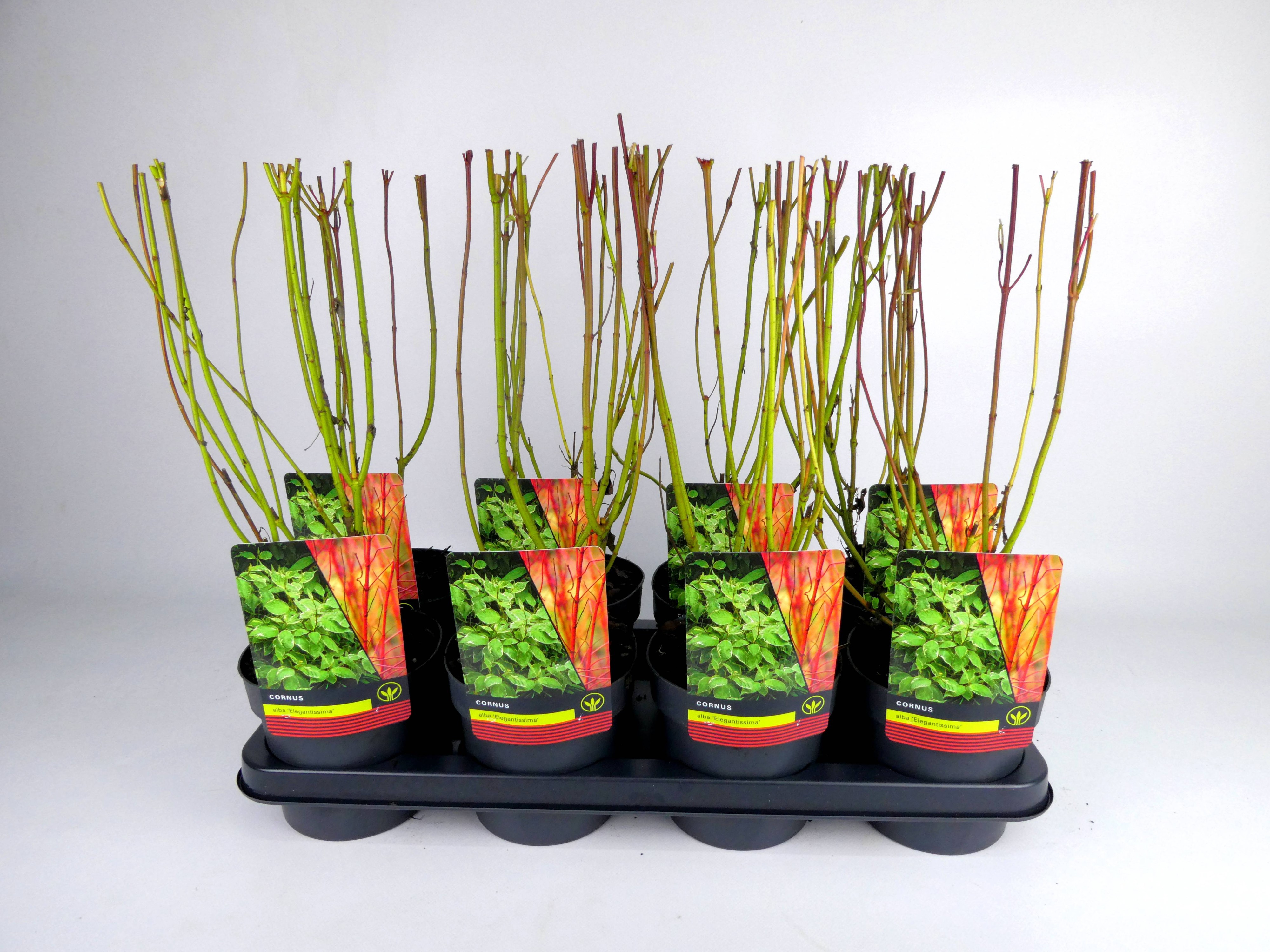 Cornus 'Elegantissima', D 14