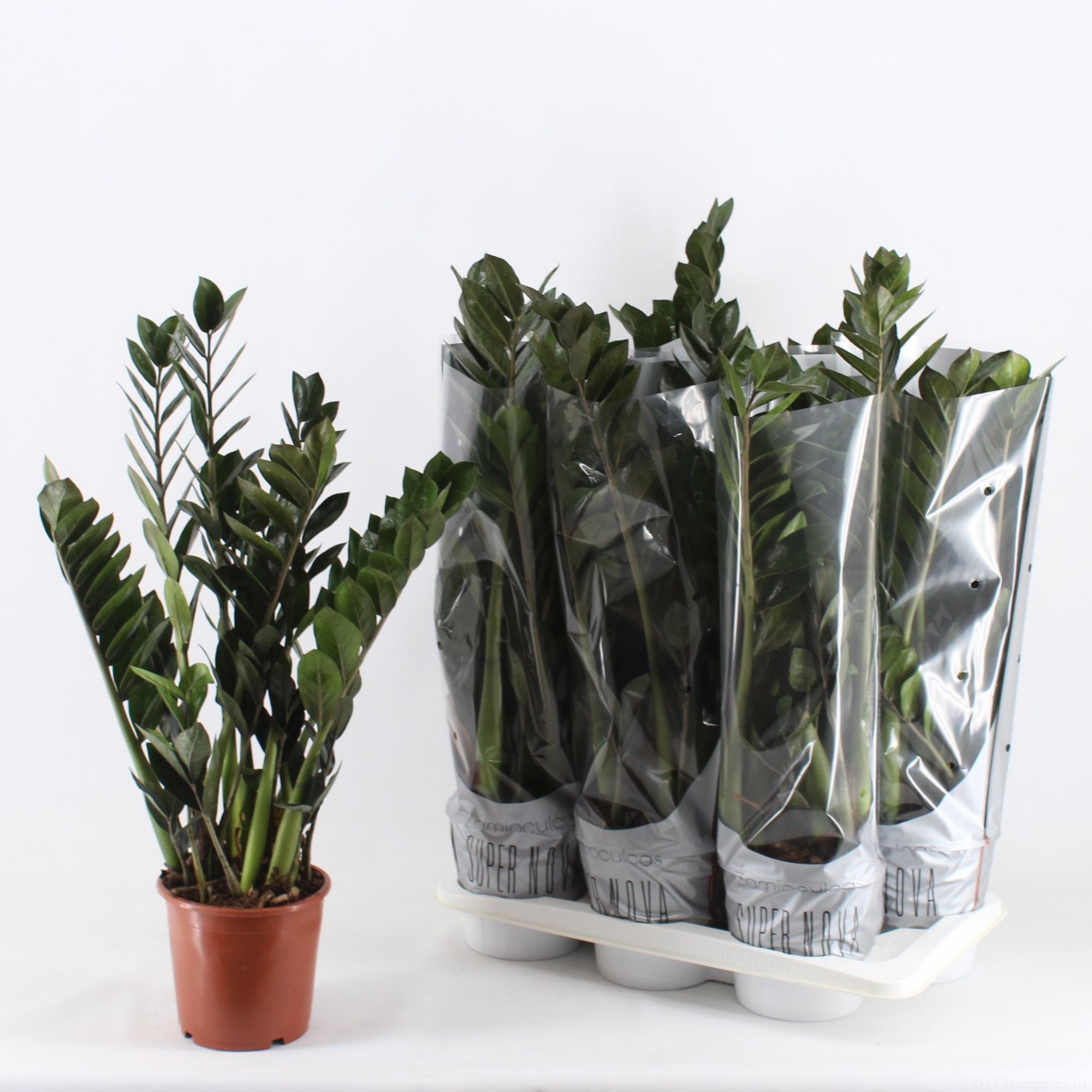 Zamioculcas Super Nova P17, D 17