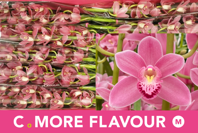 Цимбидиум мини Соло x10 60, шт.