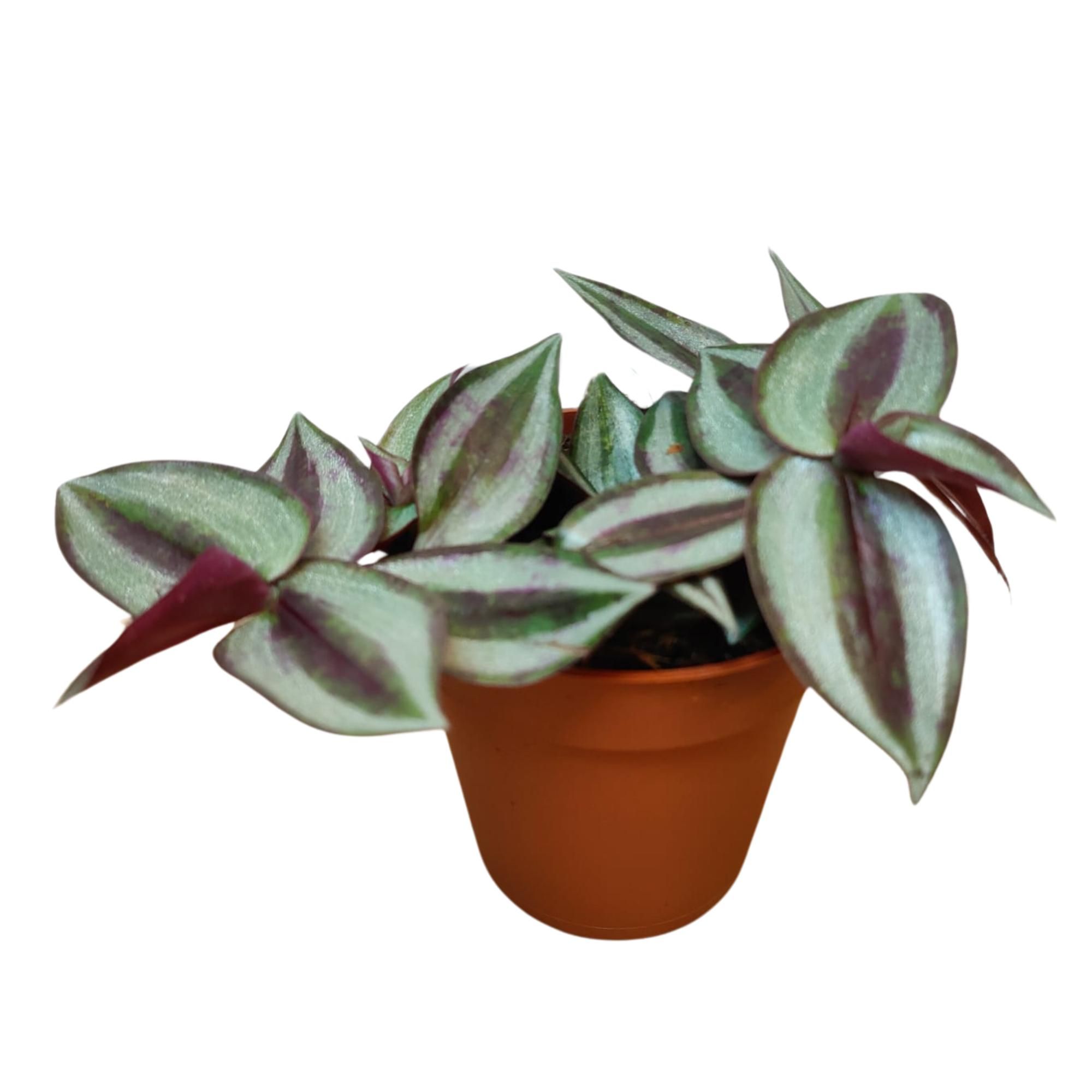 Tradescantia Zebrina P9, D 9