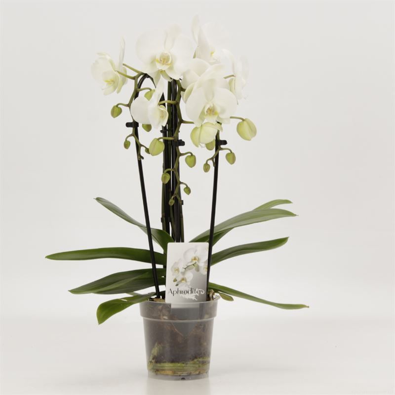 Phalaenopsis Elegant Cascade Cascade Triboga Wit, D 12 cm
