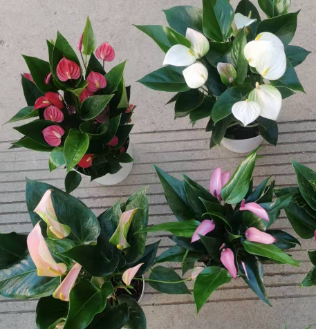 Антуриум 140 десктоп микс ассемблй 14 45