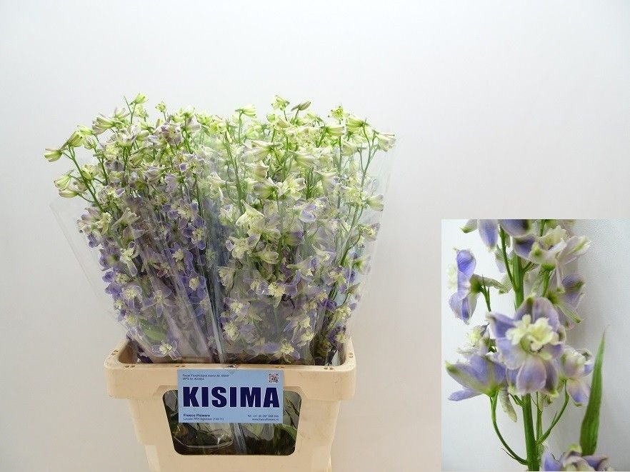 Дельфиниум од. Трик 70, шт.