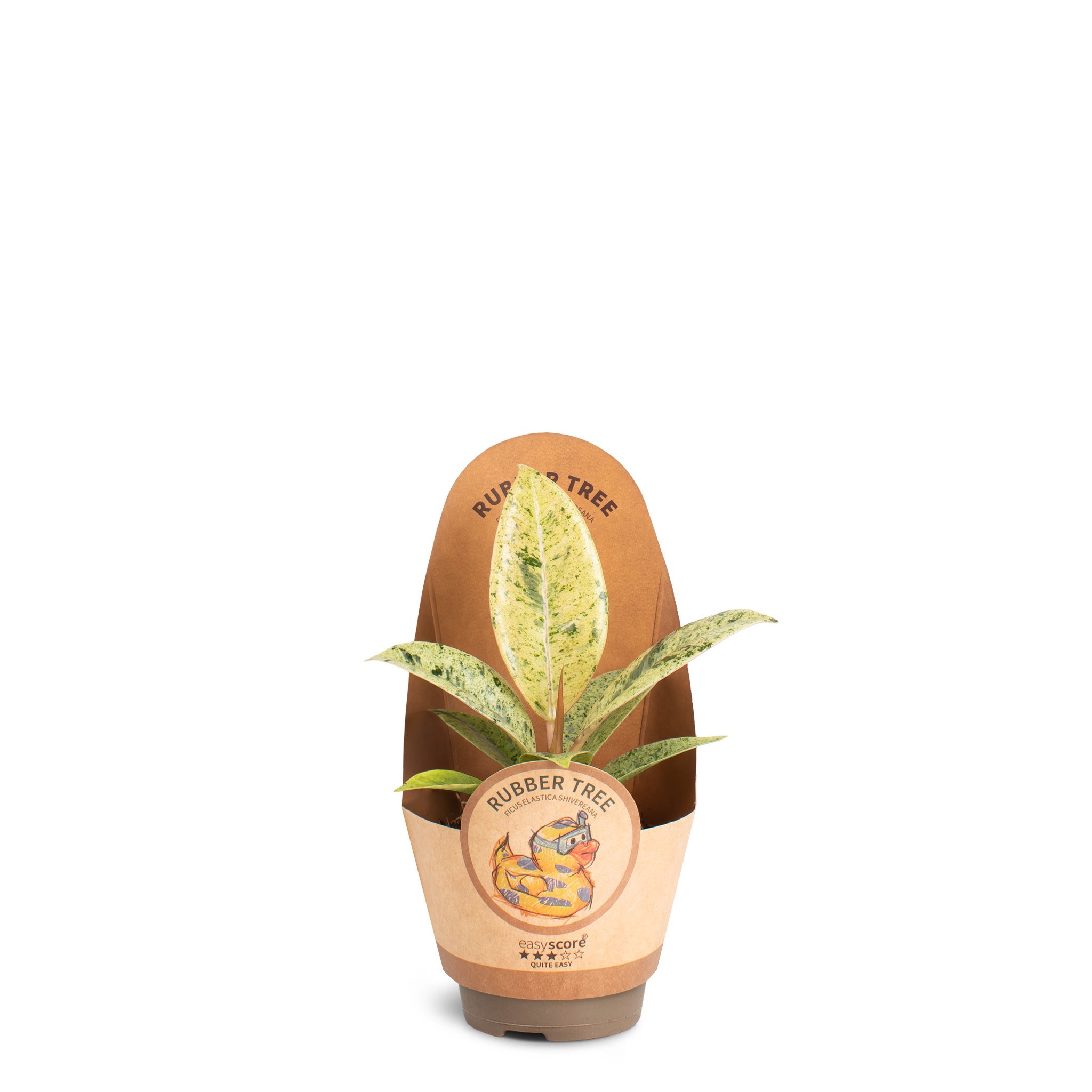 Ficus elastica 'Shivereana´, D 6