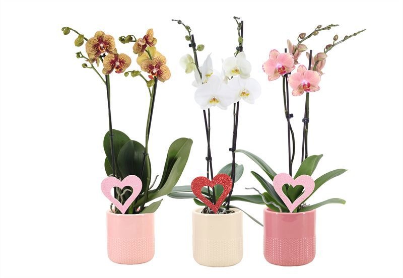 Dolomite p12 Morgan pink mix Phal mix 2T14+, D 12