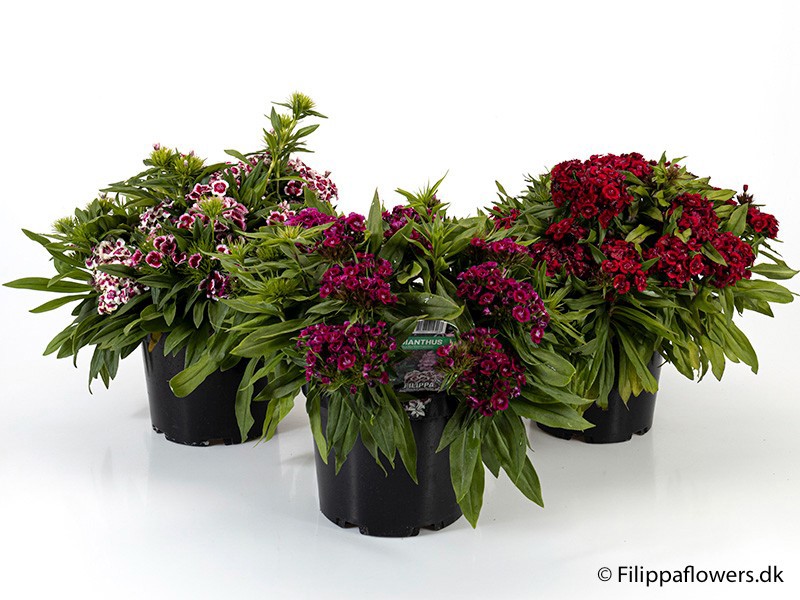 DIANTHUS BARBATUS, D 21 cm