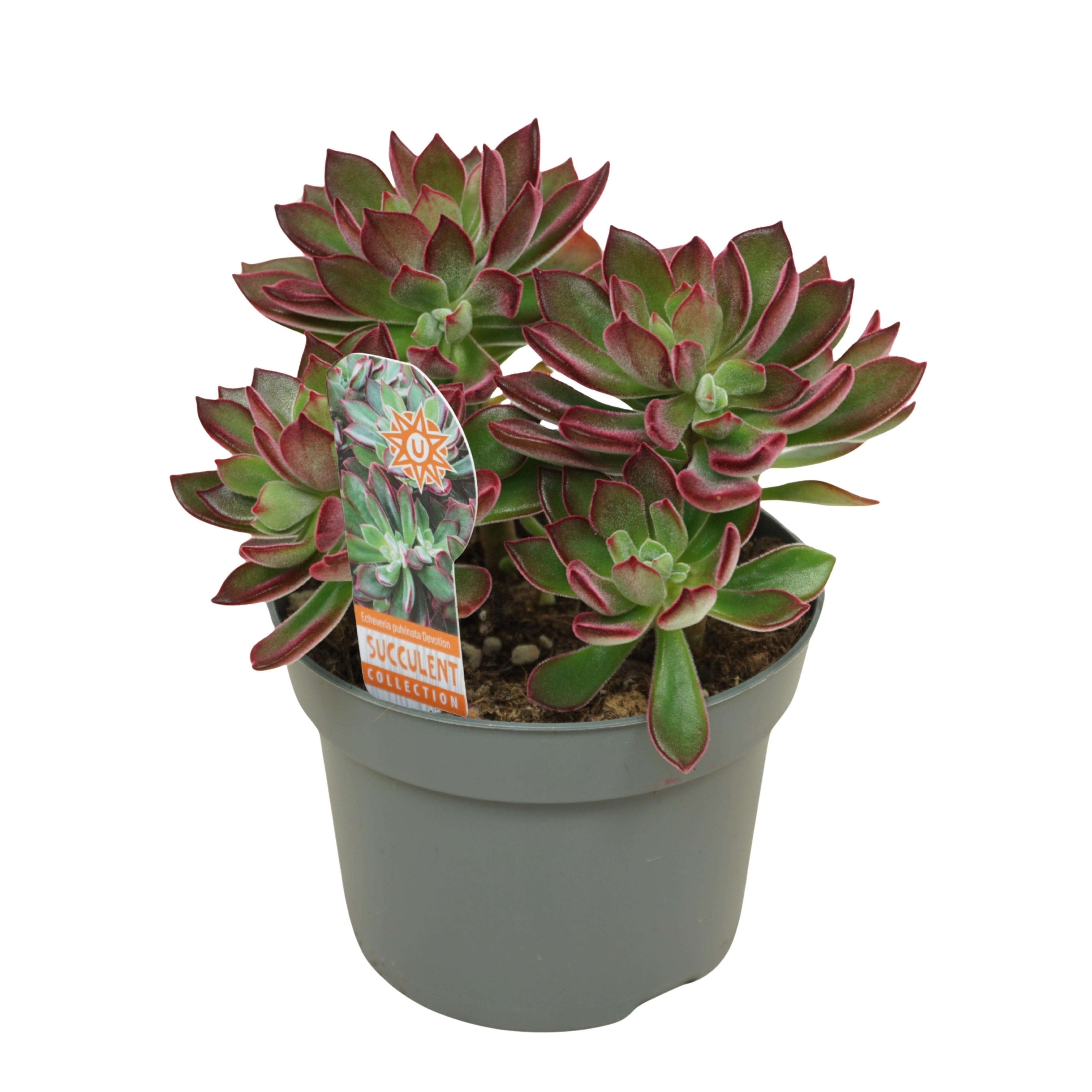 Echeveria pulvinata 'Devotion' 13 cm met etiket, D 13