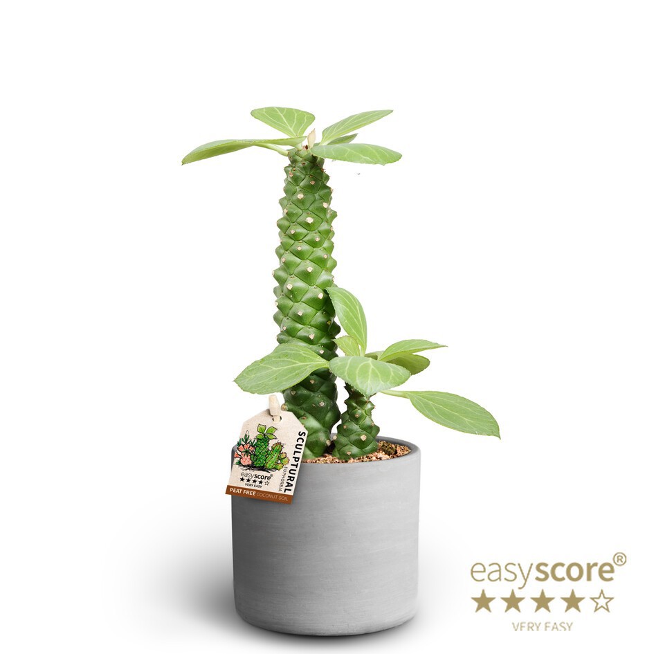 EUPHORBIA RITCHIEI 40917554 Raw Grey Ritchiei, D 10 cm EUPHORBIA RITCHIEI 40917554 Raw Grey Ritchiei, D 10 cm