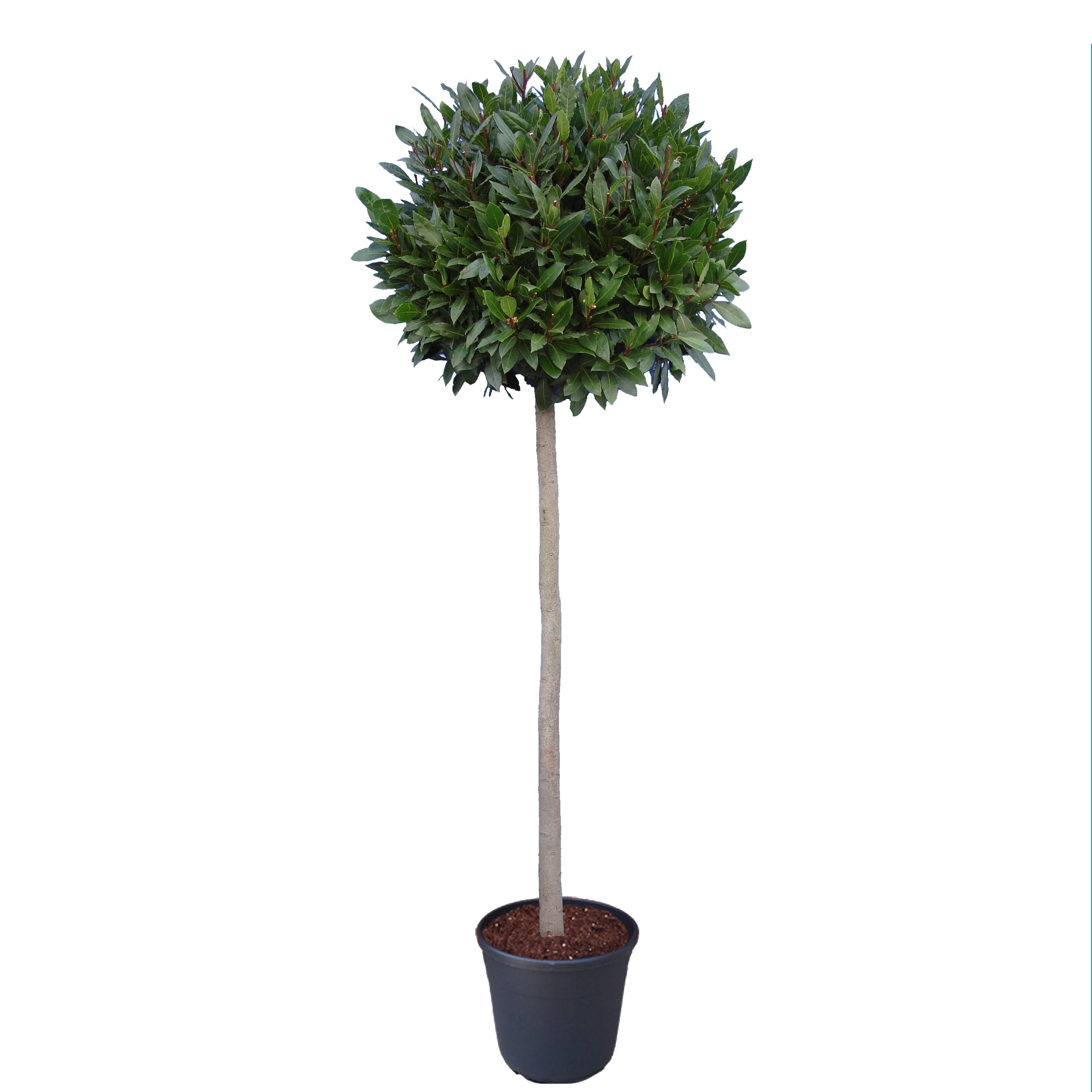 Laurus nobilis Bol op stam, D 30