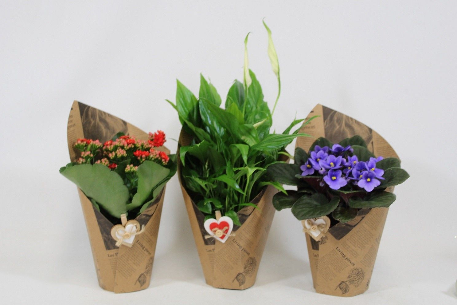 Bloeimix in papier manchet met bijsteker, mix in overleg (ook in monocultuur). Valentijn, Moederdag en Vrouwendag, D 10,5