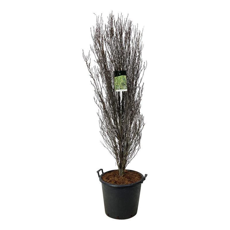 Frangula alnus Fine Line ®, D 50 cm