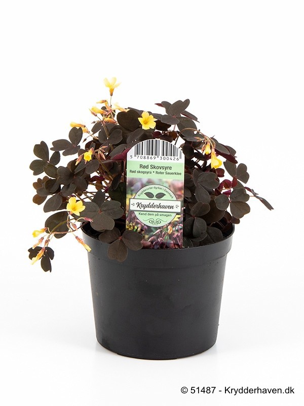 OXALIS VULCANICOLA, D 14