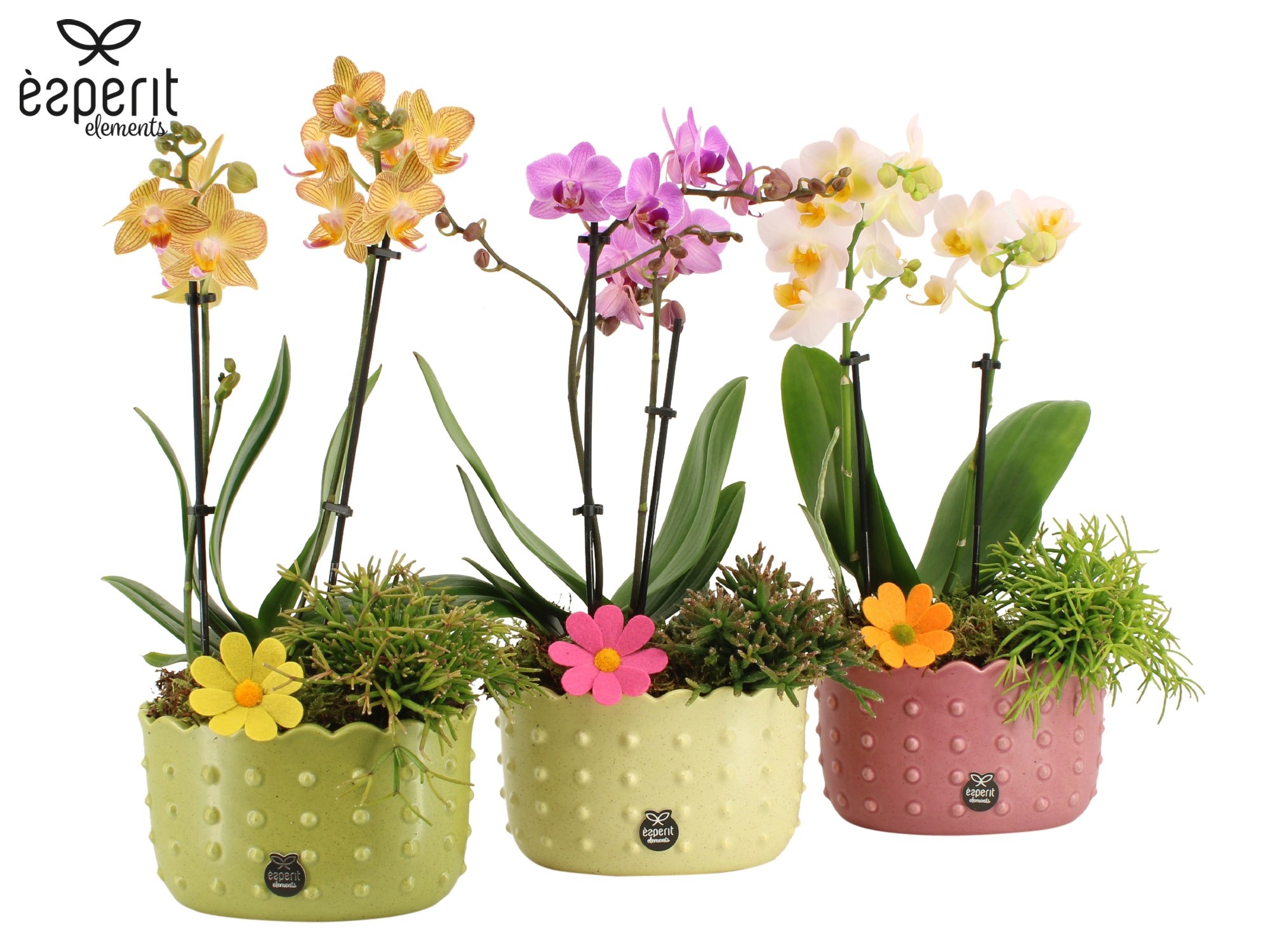 31736: Reinvention arrangement, D 17